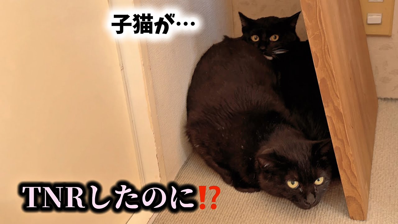 避妊したはずの猫が子猫を…突然のSOSで迎えに行きました