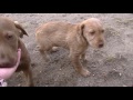 Emma Balu Und Barney 2017 März
