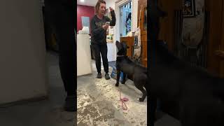 Video preview image #1 Labradoodle Puppy For Sale in Lewistown, PA, USA