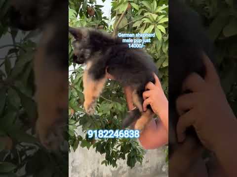 #Bindu pet needs#9182246838
