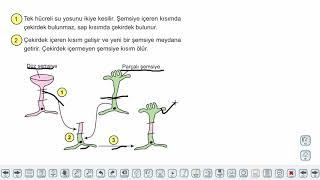 Eğitim Vadisi 9.Sınıf Biyoloji 12.Föy Hücre İçi Organizasyon Konu Anlatım Videoları
