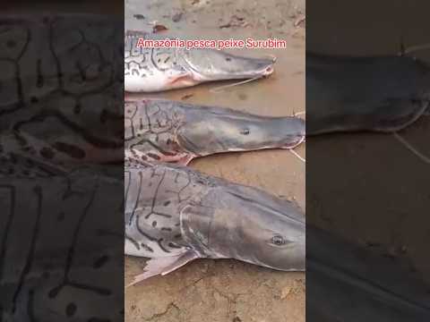 peixe Surubim grande Amazônia pesca rio Tocantins Marabá PA