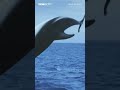 Majestic Dolphin Leaps Into The Air BBC Earth