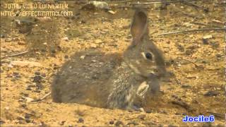 preview picture of video 'Madriguera de conejos'
