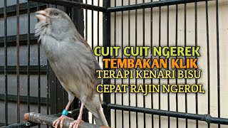 Download lagu kenari gacor panjang Cuit Cuit EMOSI, Pancingan Kenari Paud Belajar Bunyi, terapi AMPUH Kenari MACET mp3 Download lagu kenari gacor panjang Cuit Cuit EMOSI, Pancingan Kenari Paud Belajar Bunyi, terapi AMPUH Kenari MACET mp3