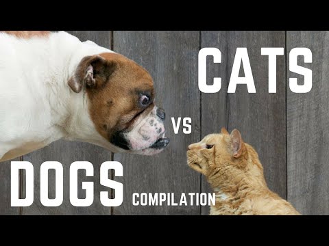 Angry Cats VS Dogs Funny Compilation 2020