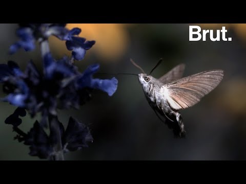 Un étrange papillon de nuit qui vole comme un colibri !