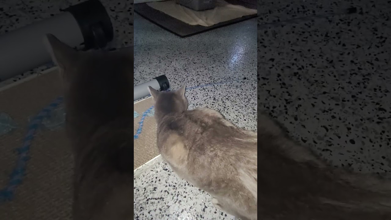 Enlarge Sukhi, a Adoptable mixed breed in San Jose, CA video 5/5