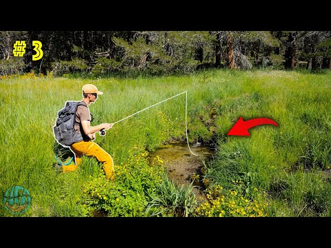 Fly Fishing for the California Golden Trout! || California Gold Pt 3