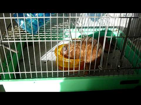 Hamster Eating Dead Crickets