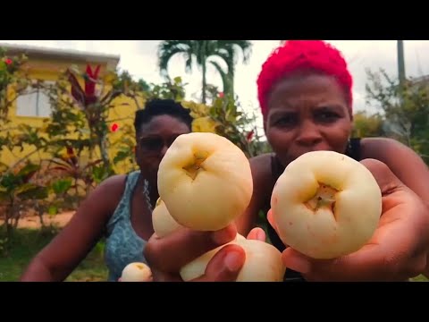 We Found WHITE OTAHEITE APPLES in Guy's Hill, Jamaica! 🍏