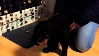 Mein Junghund Bzw Welpe Röchelt So Komisch Ab Und Zu Was