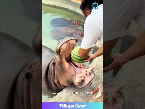 Watermelon Challenge: Hippo WINS! 🍉🏆 Flawless Victory! #hippo #watermelon #funny #animal #eating