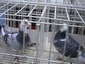 Racing Pigeons In Show Pens Dublin Nov 8 2008