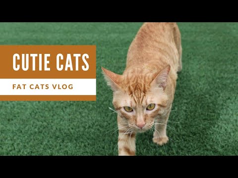 CUTE CATS