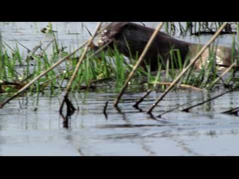 Biebrza 2011 - wydra