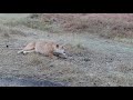Lioness Roar