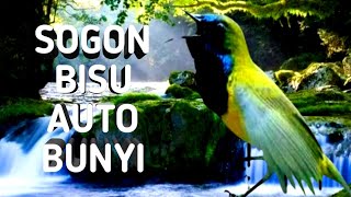 Download lagu terapy sogon stres / pancingan sogon males bunyi mp3 Download lagu terapy sogon stres / pancingan sogon males bunyi mp3