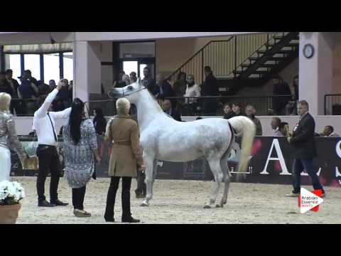 N.77 KESSY - Milan 2016 - Mares 10+ years old (Class 9)