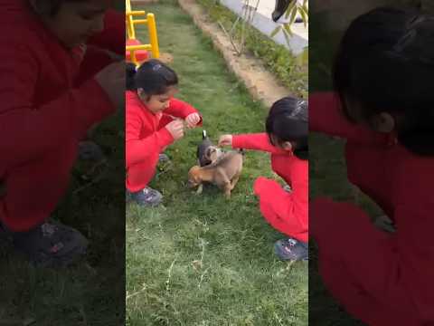 doggy ne kiya hifi 🙏🐕