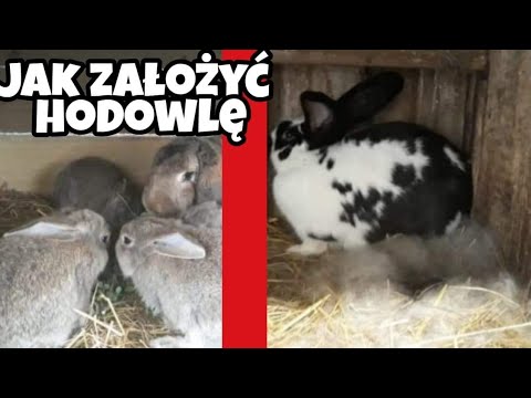 , title : 'Jak założyć hodowlę królików ?? (Poradnik)'