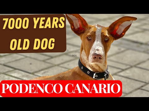 The PODENCO CANARIO - The Canary Island Hound