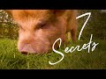 Keeping Kune Kune Pigs For Beginners Lessons We Learnt In Our Backyard Farm