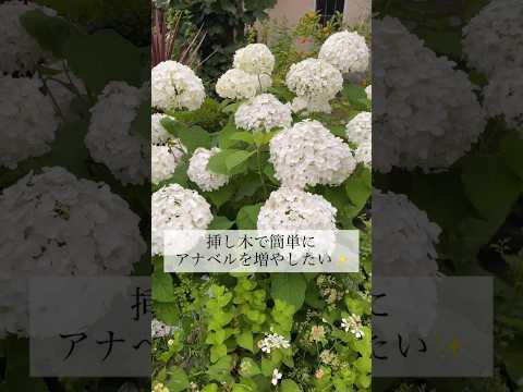  11月にはどんな挿し木をすればいいでしょうか？春のカラフルな庭のために切るすべての植物  庭園