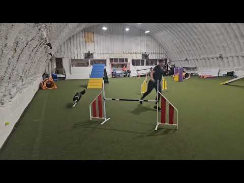 Zest. Practice on Neil Ellis Agility Course. January 2024.