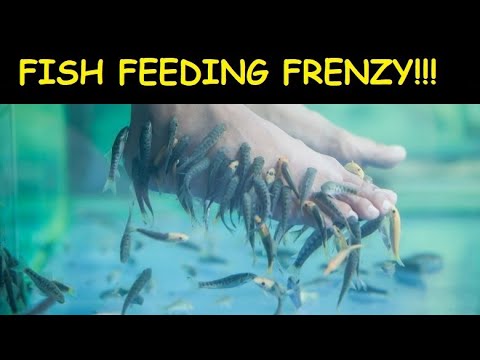 JakeTaylorTV - Fish Eating My Feet @ Sunny Beach, Bulgaria.