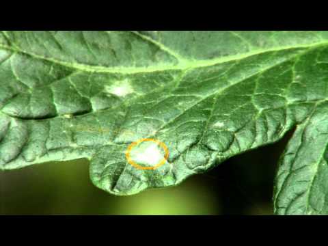 comment traiter l'oidium des tomates