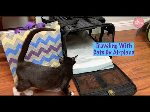 Traveling By Plane With Your Cat