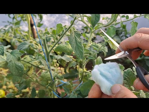 Do This In August To Tomatoes And Their Fruit Will Grow Big Healthy And Delicious