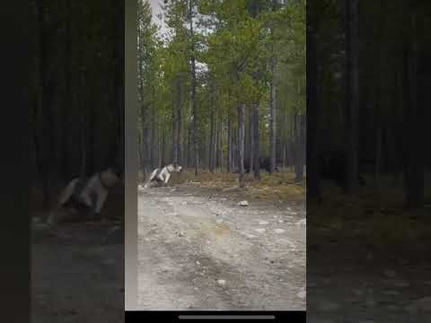 Huge Wolf Sneaks up and Attacks Dog!