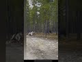 Huge Wolf Sneaks Up And Attacks Dog