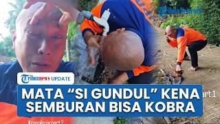 Heru Gundul Alami Insiden saat Penyelamatan, Mata Bengkak Buntut Kena Semburan Bisa Kobra