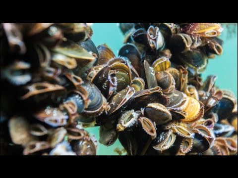 AMAZING MUSSEL FARMING PROCESS WITH A Modern Technique