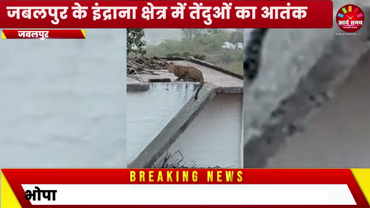 Jabalpur News: इंद्राना में छत पर चढ़ा तेंदुआ, लगातार मूमेंट से गांव में दहशत