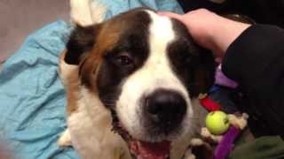 preview picture of video 'Adorable St. Bernard at Arizona Animal Welfare League'