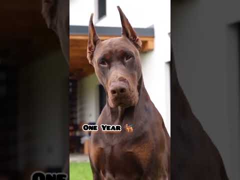 3 Week to One Year Doberman transformation #feed #doberman #cute #dog #transformation #love