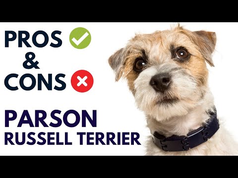 Parson Russell Terrier Dog Pros and Cons | Parson Russell Terrier Advantages and Disadvantages