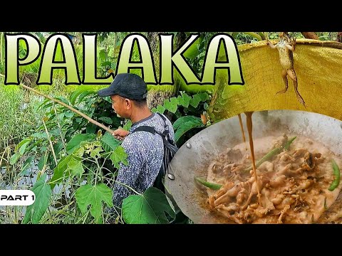 P1-Nangawil ng Palaka sa Sako ng Iba - EP1474
