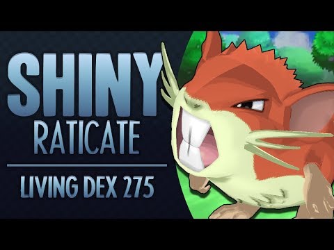 LIVE Shiny Raticate! - Quest for the Living Shiny Dex!