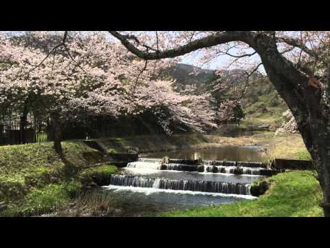 川渡温泉　湯沢川　桜花開花