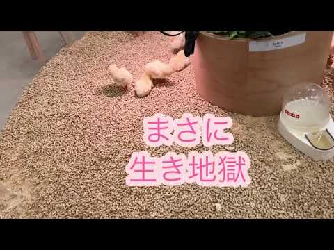 動物虐待を報告するにはどうすればよいですか?