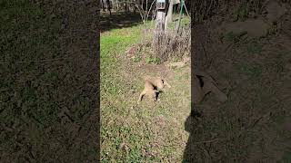 Video preview image #1 American Staffordshire Terrier-Black Mouth Cur Mix Puppy For Sale in Spring, TX, USA
