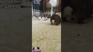 跳んで飛ばしてまた跳んで🐇