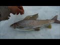 Grayling Fish Recipes Free Download Clips Mp3 and Mp4