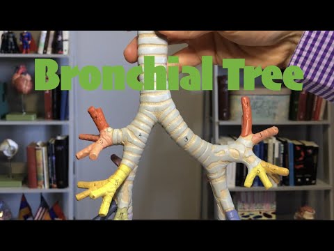 Bronchial Tree
