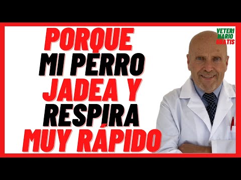 Why My Dog Pantes and Breathes Very Fast 🔴Why They Pant and Causes of Excessive Panting in Dogs